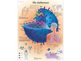POSTER FLU  INFLUENZA    PAPIER   ENGLISCH   VR1722UU