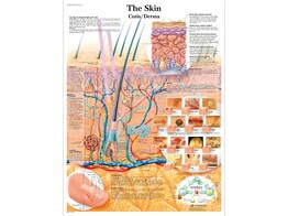 POSTER THE SKIN   PAPIER   ENGLISCH   VR1283UU