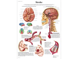 POSTER STROKE - PAPIER - ENGELS - VR1627UU