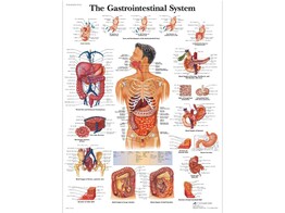 POSTER THE GASTROINTESTINAL SYSTEM - PAPIER - ENGELS - VR1422UU