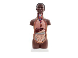 MINI-TORSO  12-TEILIG - B22  1000195 