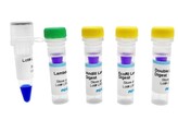 KIT  AGAROSE GEL ELECTROPHORESIS OF LAMBDA DNA