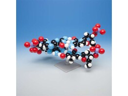 DNA MODEL 12CM  -  MOLYMOD