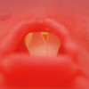 DIFFICULT AIRWAY MANAGEMENT SIMULATOR -TRAINING MODEL- DARK TONE - MW13