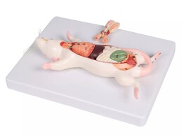 RAT DISSECTION MODEL