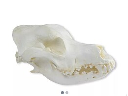 SCHADEL  HAUSHOUND  DEUTSCHER SCHAFERHUND  CANIS FAMILIARIS 