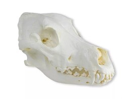 SCHADEL  HAUSHOUND  DEUTSCHE DOGGE  CANIS FAMILIARIS 
