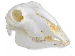 SCHADEL  HAUSSCHAF  WEIBCHEN  OVIS ARIES 