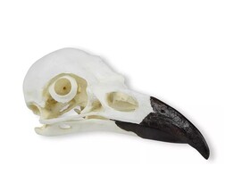 SCHADEL  RABE  CORVUS CORAX 
