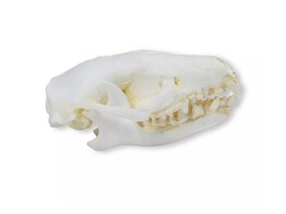 STACHELSIEGEL  ERINACEUS EUROPAEUS 