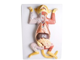 PREGNANT CAT DISSECTION MODEL