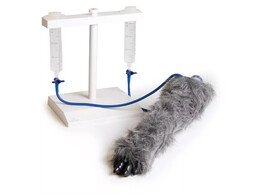 IV. JAMBE D INJECTION CANINE