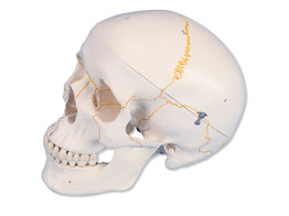 NUMBERED HUMAN CLASSIC SKULL MODEL  3 PART - br/  A21  1000052 