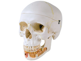 CLASSIC HUMAN SKULL MODEL  WITH OPENED LOWER JAW  3 PART -  br/ A22  1000053 
