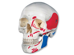 CLASSIC HUMAN SKULL MODEL  PAINTED  3 PART  A23  1000055 