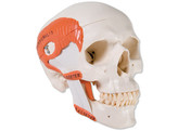TMJ HUMAN SKULL MODEL  DEMONSTRATES FUNCTIONS OF MASTICATOR MUSCLES  2 PART A24  1000056 