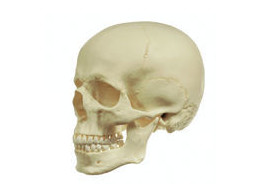 ARTIFICIAL HUMAN SKULL  MALE   SOMSO QS 1