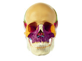 18-PIECE MODEL OF THE SKULL - SOMSO QS 8/318