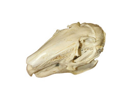 CRANE DE LIEVRE  LEPUS EUROPAEUS 