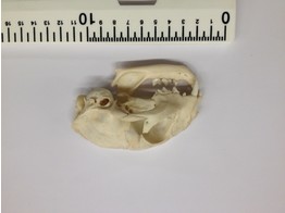 SCHADEL KATZE QUERSCHNITT