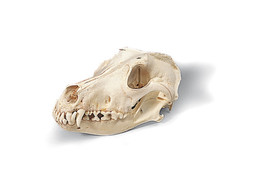 REAL SKULL OF DOG  CANIS DOMESTICUS 