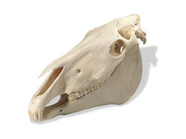 PFERDESCHADEL  EQUUS CABALLUS  - T30017  1002544 