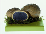 SCLERODERMA CITRINUM