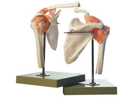 FUNCTIONAL MODEL OF THE SHOULDER JOINT