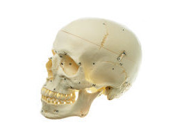 ARTIFICIAL HUMAN SKULL WITH NUMBERING