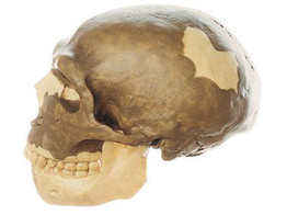RECONSTRUCTION OF A SKULL OF HOMO NEANDERTHALENSIS
