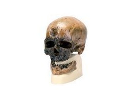 ANTHROPOLOGICAL SKULL MODEL - CRO-MAGNON - - VP752/1 1001295