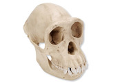 SCHEDEL CHIMPANSEE VR.