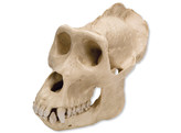 SCHEDEL GORILLA