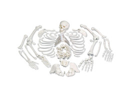 DISARTICULATED FULL HUMAN SKELETON WITH 3 PART SKULL  - A05/1 -  1020157 