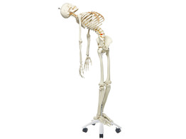 FLEXIBLE HUMAN SKELETON MODEL  FRED   FLEXIBLE  FEET AND HAND WIRE MOUNTED - A15  1020178 