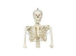 PHYSIOLOGICAL SKELETON MODEL - PHIL - HANGING STAND - A15/3  1013875 