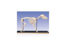 HUNDESKELETT  CANIS DOMESTICUS 