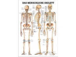 SKELET/SCHEDEL WP