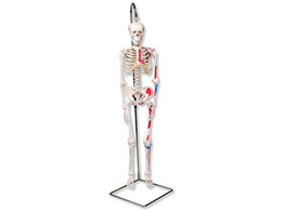 MINI HUMAN SKELETON - SHORTY - WITH PAINTED MUSCLES  ON HANGING STAND -  A18/6  1000045 