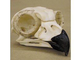 GREAT HORNED OWL SKULL AND CLAW