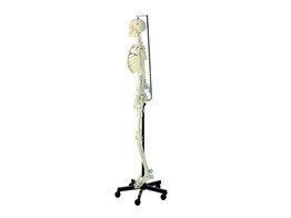 SQUELETTE HUMAIN FLEXIBLE  FEMININ SOMSO QS 10/13