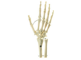 SKELETON OF HAND WITH BASE OF FOREARM