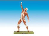 SOMSO MALE MUSCLE FIGURE AS 3
