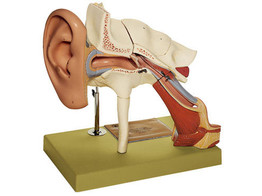EAR WITH PINNA -ENLARGED -APPROXIMATELY 4 TIMES  SOMSO - DS1