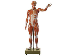 MALE MUSCLE FIGURE  ABOUT 3/4 NATURAL SIZE