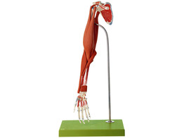 DEMONSTRATION MODEL OF THE ARM MUSCLES