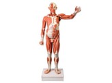 SPIERFIGUUR WARE GROOTTE  ZIE 3090101