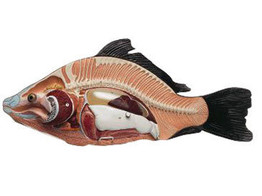 MODEL OF THE ANATOMY OF A BONY FISH