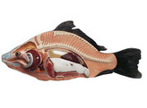 MODEL OF THE ANATOMY OF A BONY FISH