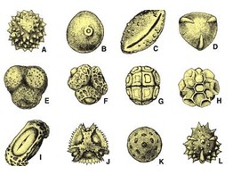Mixed pollen types  showing various forms of many different species